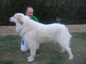 ampliar