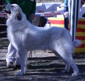 ampliar