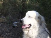 ampliar