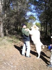 ampliar