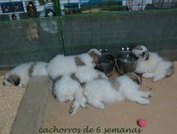 ampliar