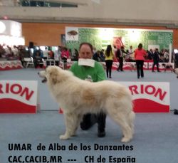 ampliar