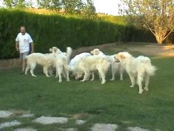 ampliar
