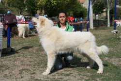 ampliar